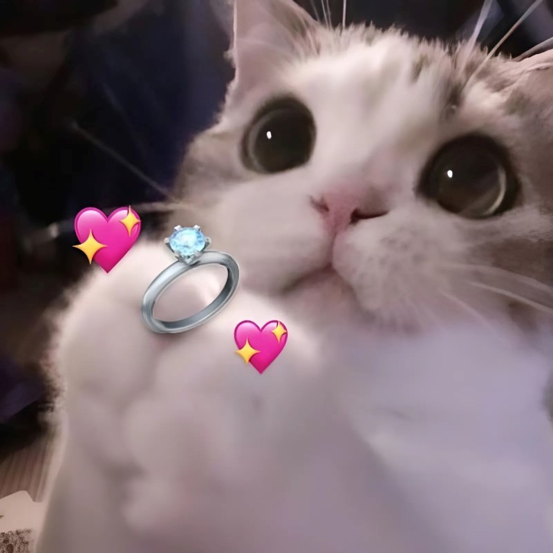 Meme hình con mèo cute với biểu cảm nhõng nhẽo