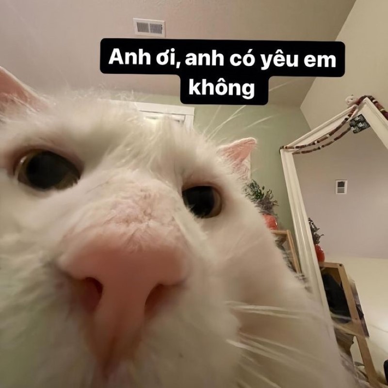 Meme tình yêu cute