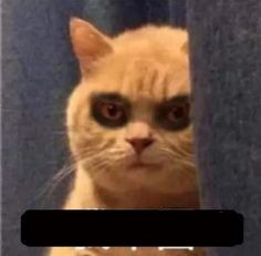 Mèo mắt thâm ngồi ngẩn ngơ, biểu cảm mệt mỏi sau những ngày dài thiếu ngủ