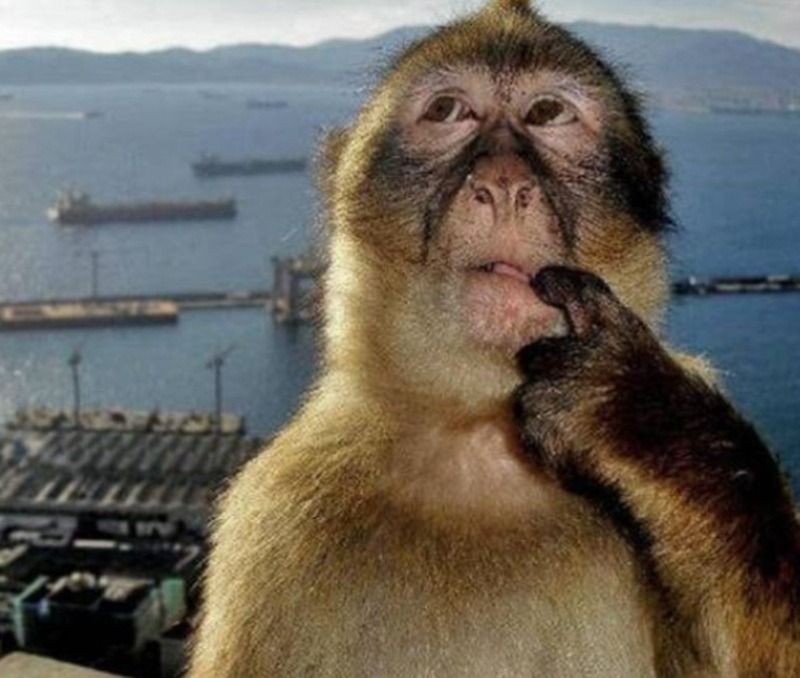 Giới thiệu meme suy nghĩ