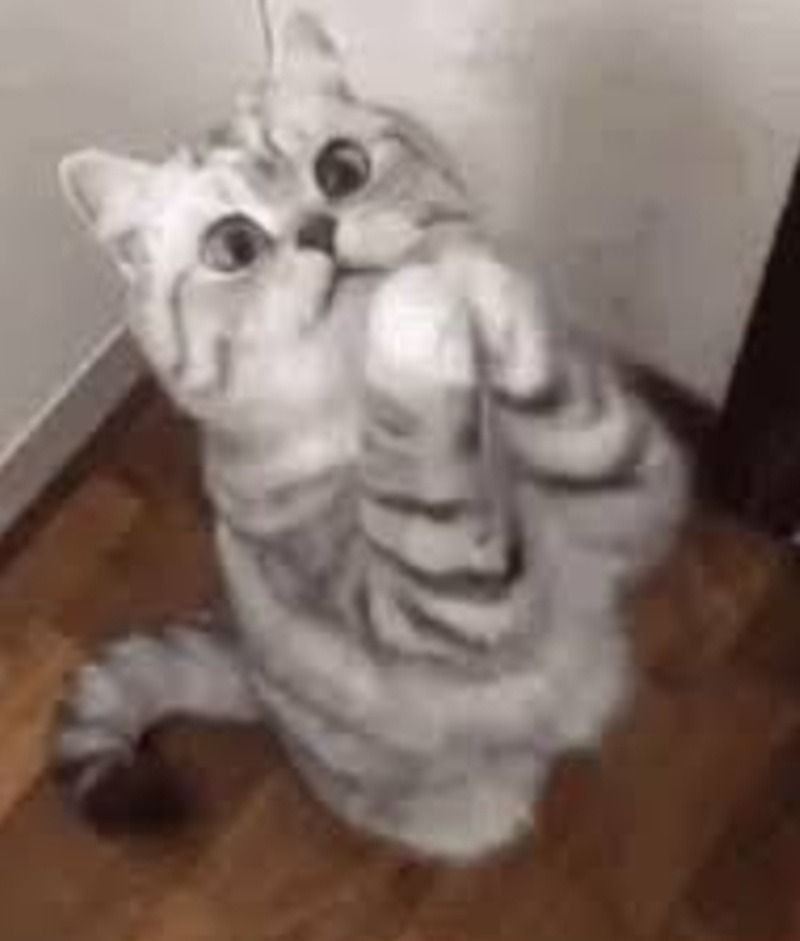 Meme mèo lạy siêu nịnh hót