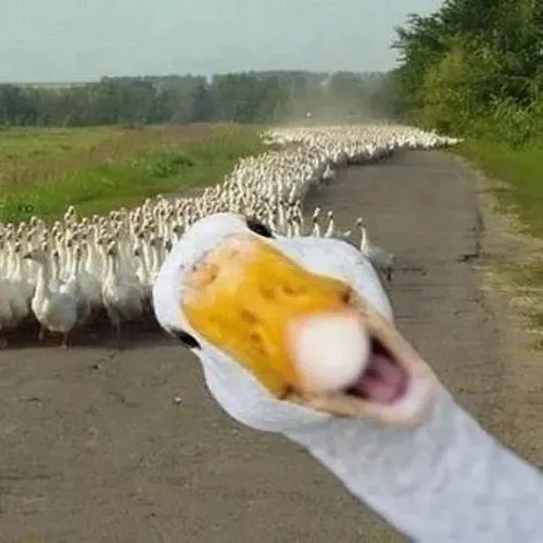 Meme con vịt ngáo ngơ khiến dân mạng cười xỉu trên TikTok