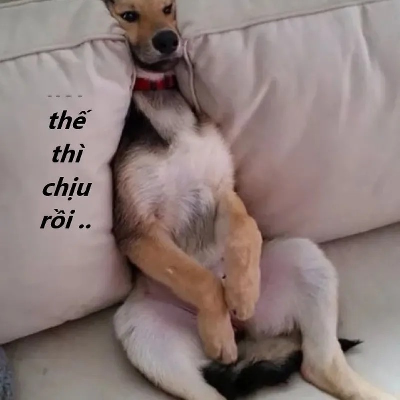 Hình chế meme vui chịu r ghi lại dáng ngồi buông xuôi đầy chân thật.