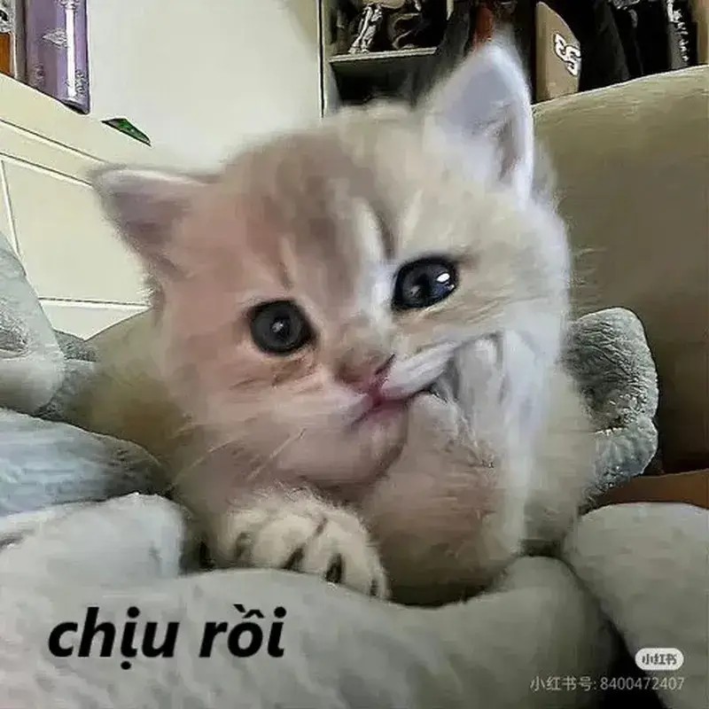 Ảnh meme vui chịu thua nhấn mạnh tình huống quá éo le để phản ứng.