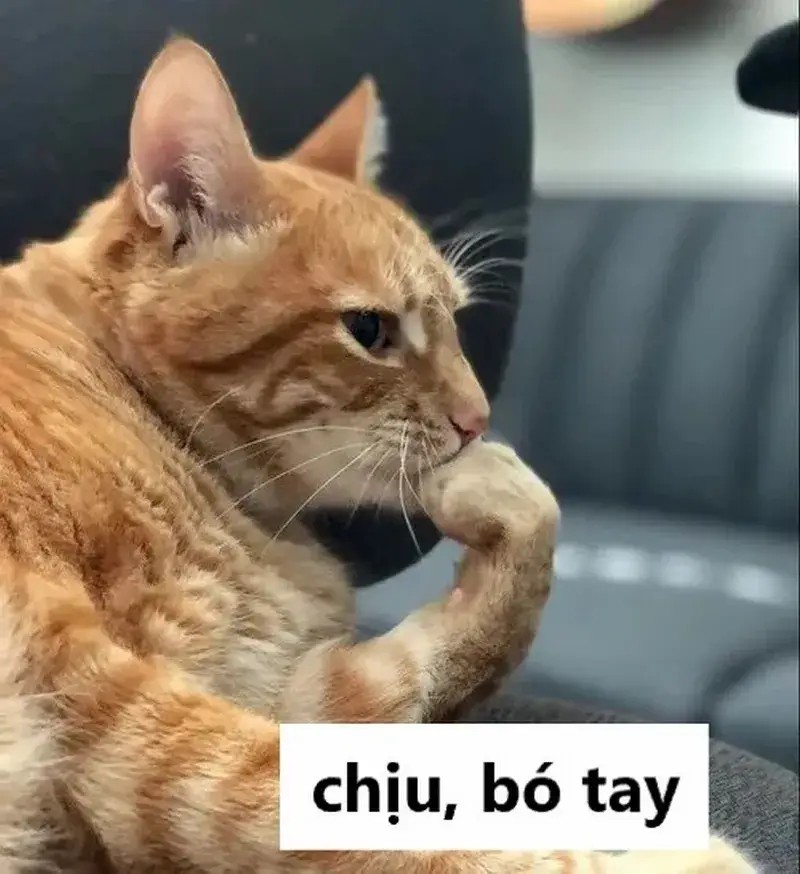 Meme hài chịu thôi làm lộ cảm xúc cạn lời mà lời nói thiếu.