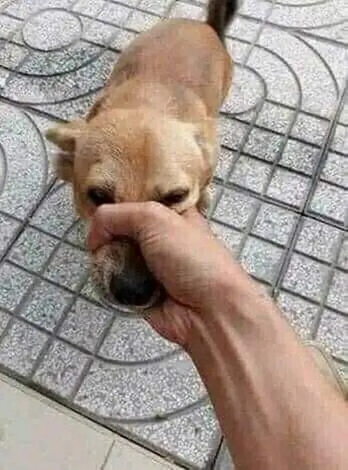 Những meme chó đánh giá giúp phán xét nhẹ nhàng mà vẫn thấm