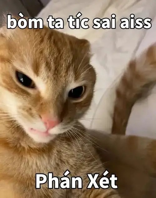 Khi meme mèo đánh giá thay bạn nói hộ suy nghĩ trong đầu