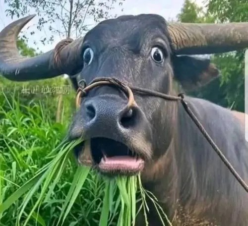 Meme con bò trợn mắt hài hước khi gặp tình huống khó tin