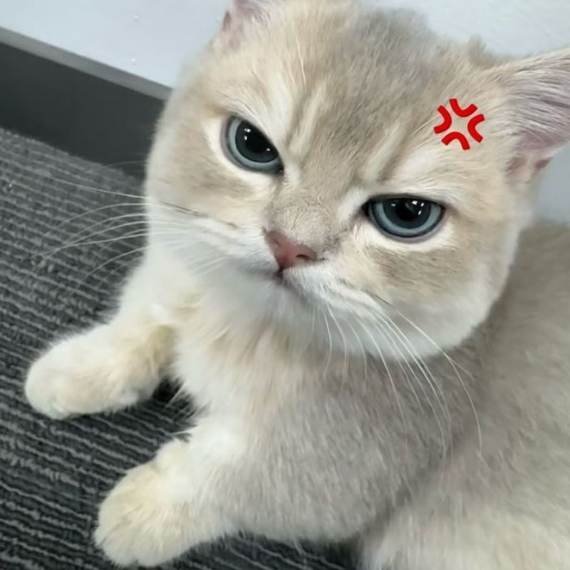 Mèo con với biểu cảm cau có đáng yêu