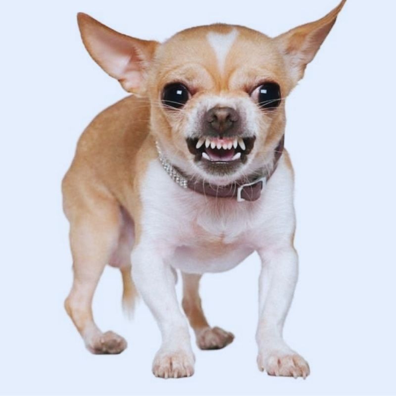 Một chú chó con với vẻ mặt dậm chân đầy hờn dỗi