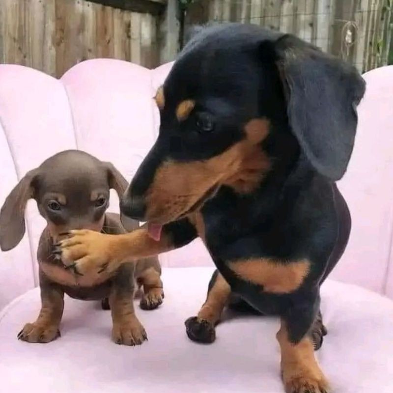Chú chó với vẻ mặt "tôi không thèm chơi nữa"