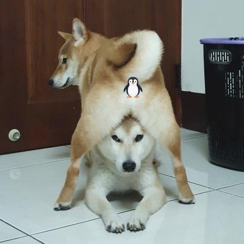 Meme chú chó đang tỏ vẻ không quan tâm nhưng thực ra là đang giận