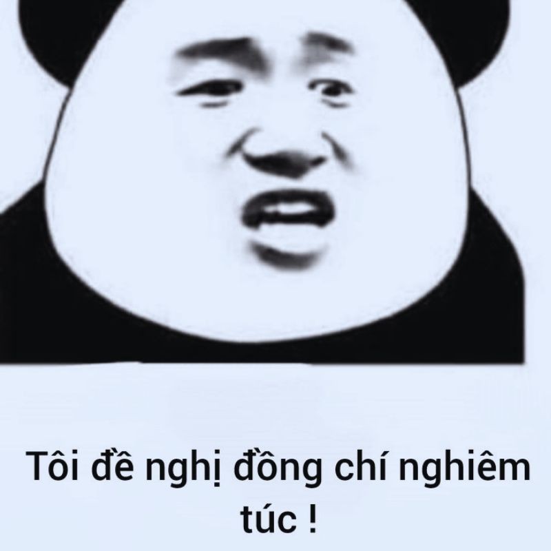 Gấu trúc với vẻ mặt nghiêm túc nhưng đầy hài hước