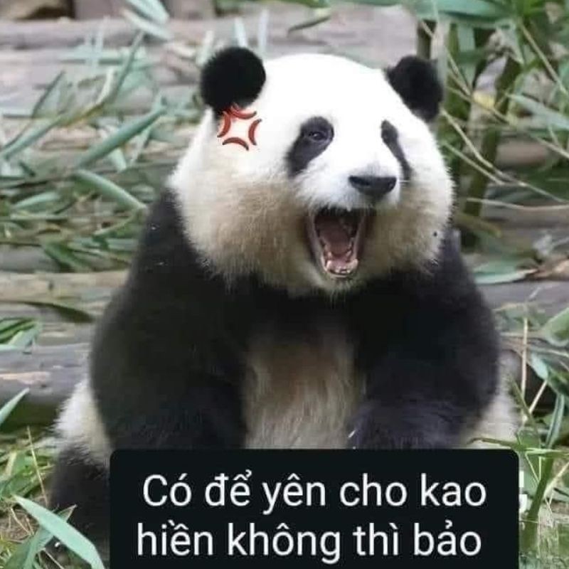 Meme gấu trúc thể hiện sự bất mãn