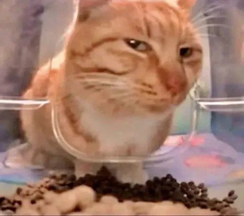 Meme mèo nghi ngờ với ánh mắt dò xét đầy hài hước
