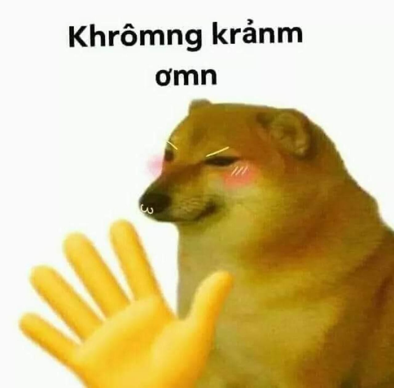 meme cam on yody vn 23