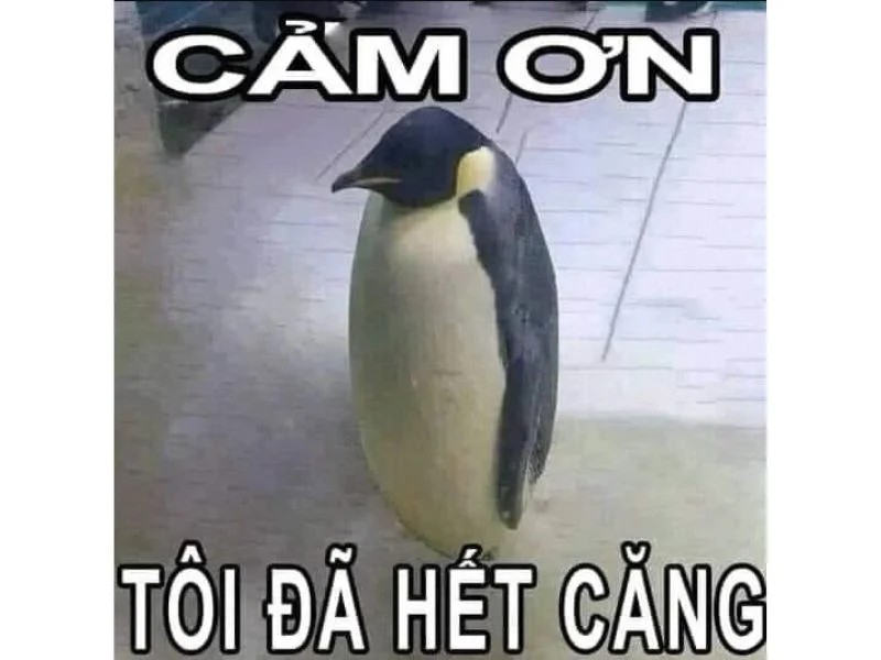 meme cam on yody vn 5