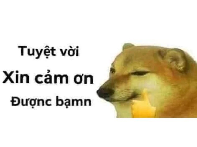 meme cam on yody vn 8