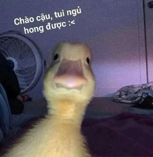 Meme chế vịt troll bạn bè siêu hợp mood.