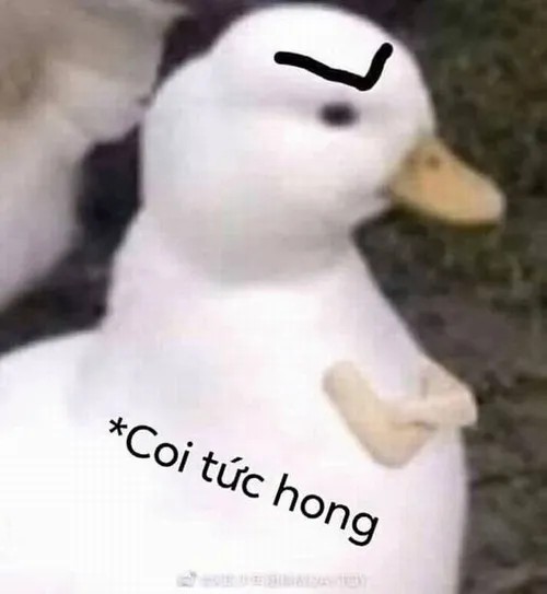 Vịt troll và cơn sốt ảnh chế khiến ai cũng lưu