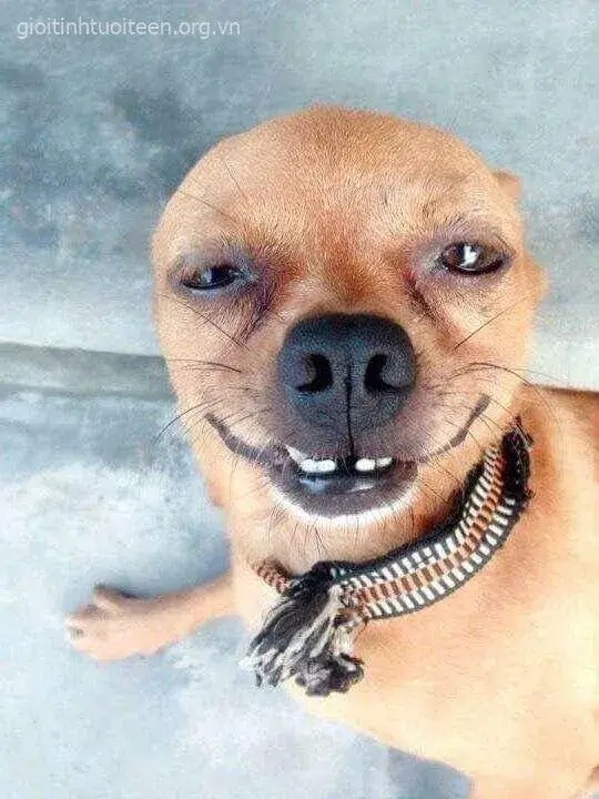 Meme chú chó cười đểu nguy hiểm