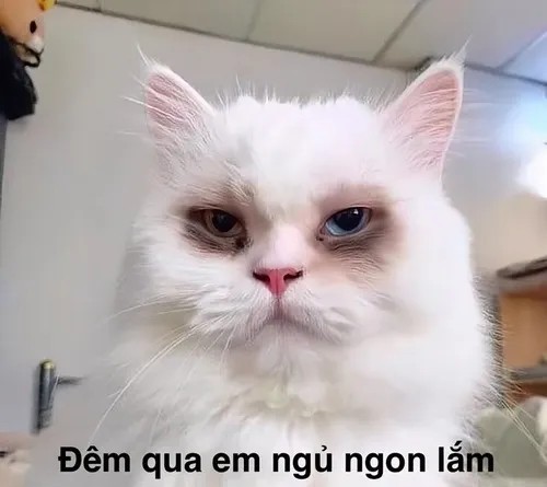 Hình troll mèo cày đêm đến sáng mà chưa xong