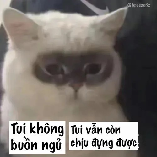 Ảnh chế thiếu ngủ mà vẫn cố làm việc