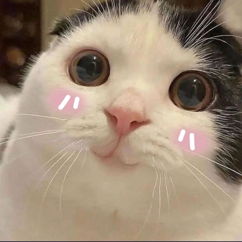 Kho Tàng Meme Ngại Ngùng: Biểu Cảm Đáng Yêu, Hài Hước và Trend Nhất 30 meme ngai 29