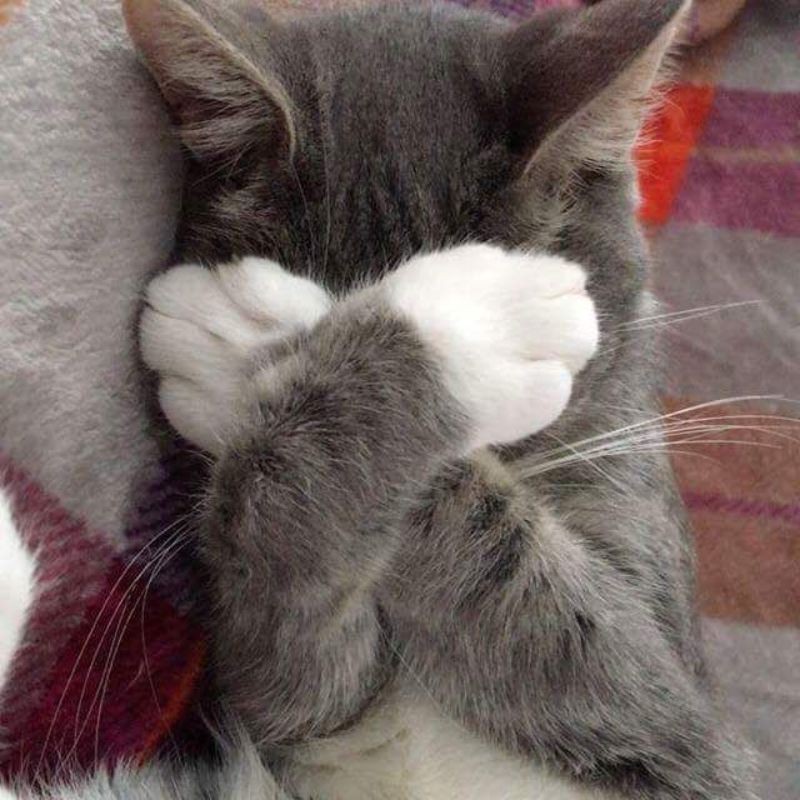 Kho Tàng Meme Ngại Ngùng: Biểu Cảm Đáng Yêu, Hài Hước và Trend Nhất 32 meme ngai 31