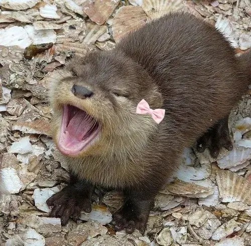 Bộ sưu tập meme rái cá cute hột me khiến tim tan chảy