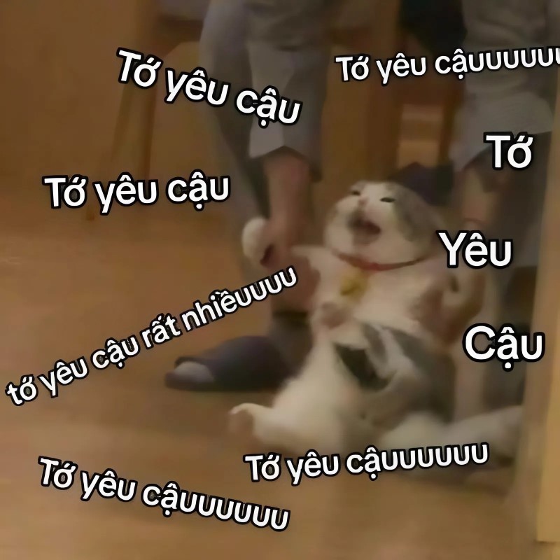 Meme tình yêu mèo hài hước