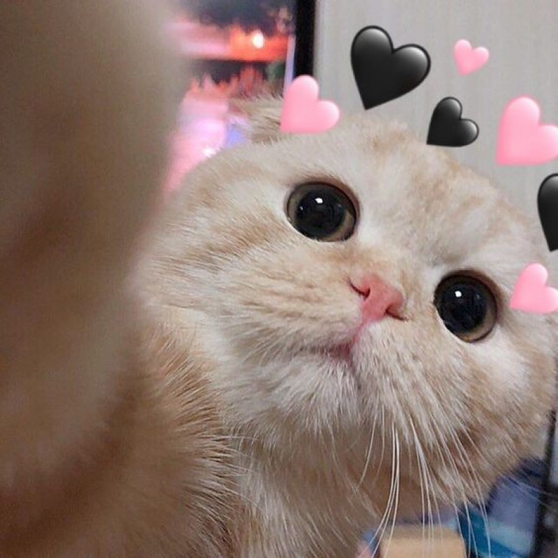 Nhũng bức ảnh meme tình yêu hài hước của những chú mèo