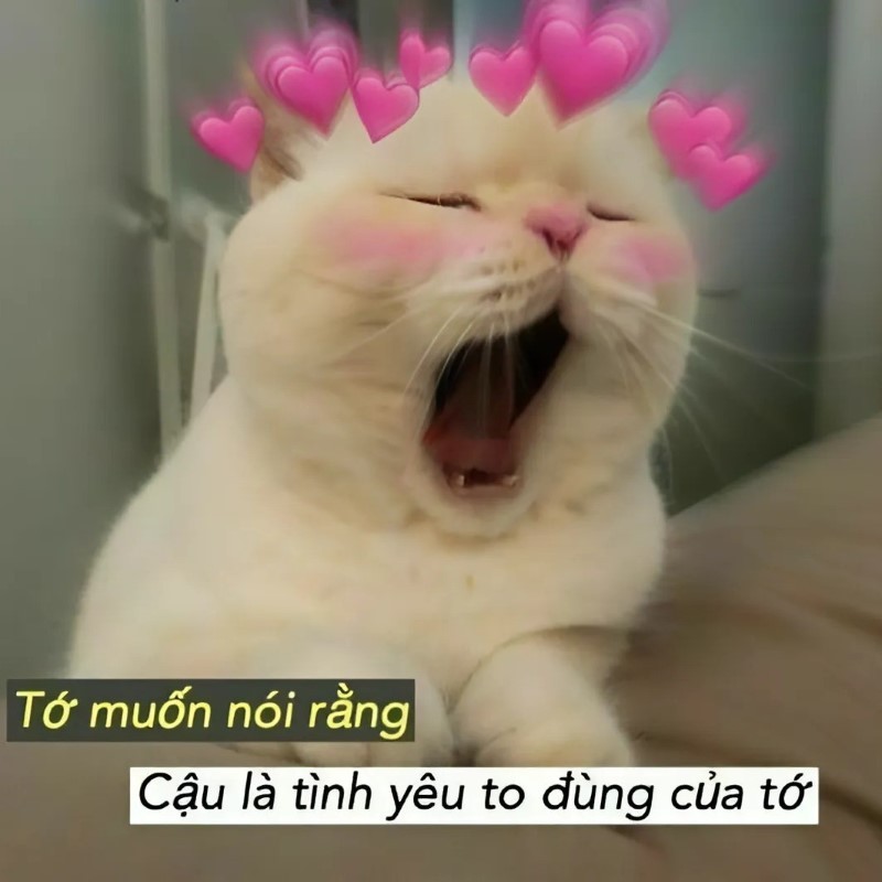 Một số hình chú mèo đáng yêu