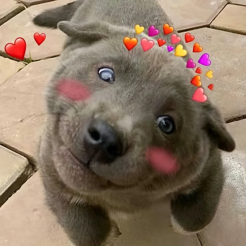 Hình bé cún cute
