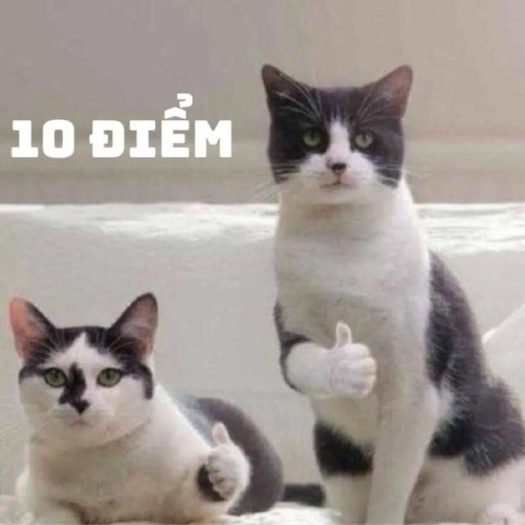2 chú mèo giơ tay like và cho 10 điểm