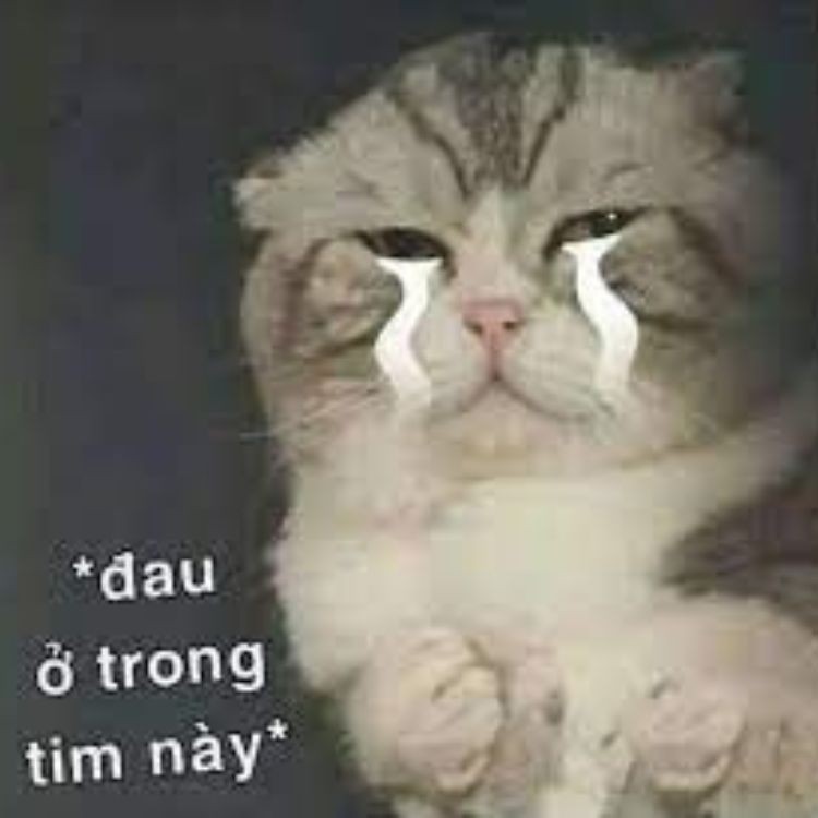 Chú mèo Leo với biểu cảm "Đau ở đây này"