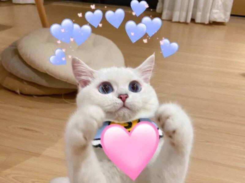 Tổng Hợp 999+ Meme Tình Yêu Dễ Thương, Cute Nhất 2026