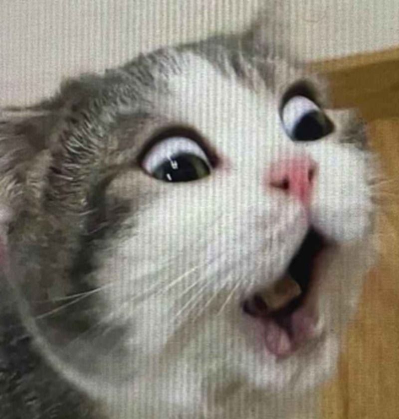 Meme động vật
