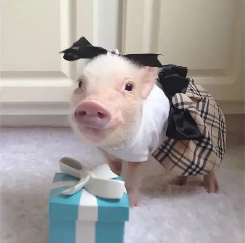 Meme lợn ú nằm phè ra giữa trưa hè