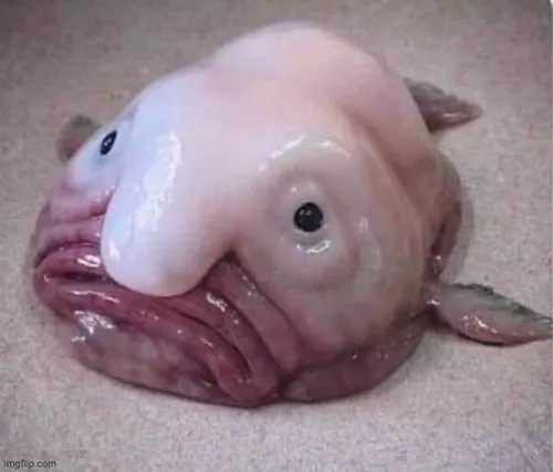 Meme hài cá mặt quỷ bật sóng lớn cười tươi như cổ vũ