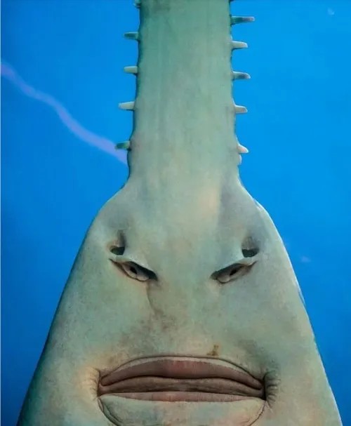 Hình chế meme vui cá chép xụ mặt thất vọng trong sóng