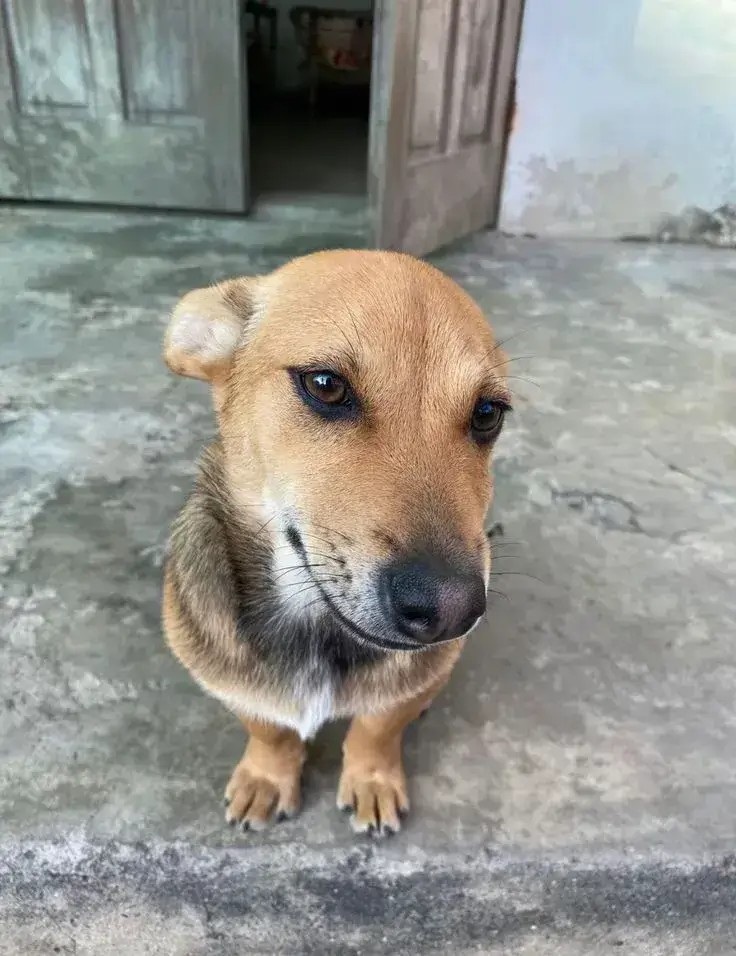 Chó Shiba lườm đời