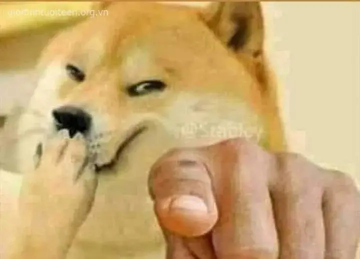 Meme chó chỉ tay hài hước, khuôn mặt hớn hở.