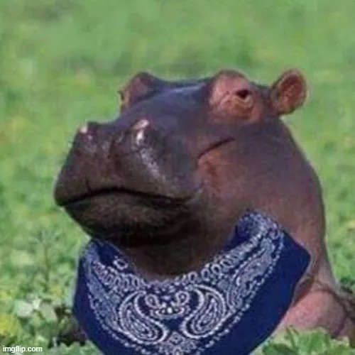 Meme hài hà mã mặt tròn đầy biểu cảm “ờ ờ”