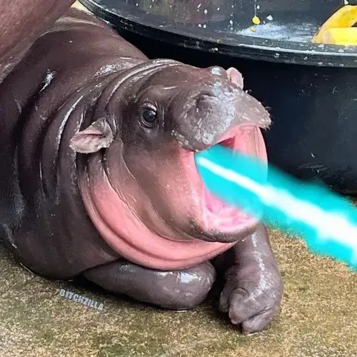 Meme hà mã – sự kết hợp hoàn hảo giữa dễ thương và hài hước