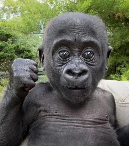 Meme khỉ cầm súng, biểu cảm nghiêm túc mà buồn cười