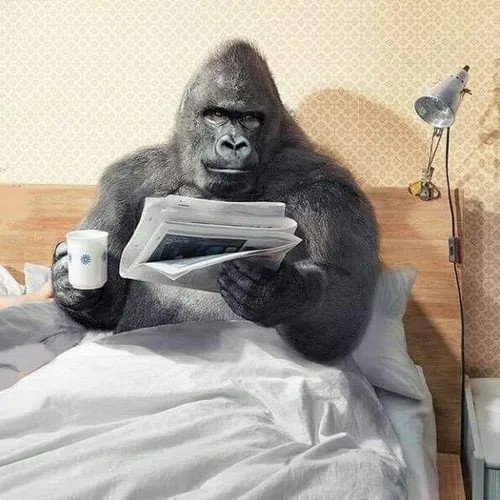 Ảnh chế khỉ bất ngờ, caption “cái quái gì vậy trời”