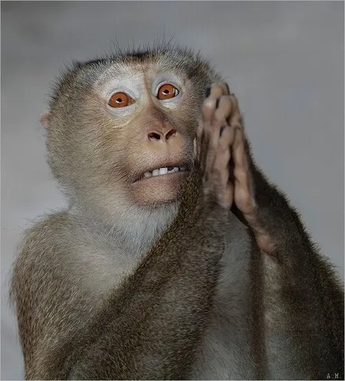Meme khỉ bắt chấy, hành động ngộ nghĩnh viral