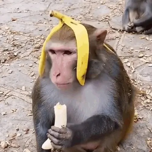 Meme khỉ suy nghĩ TikTok, clip viral cực mạnh