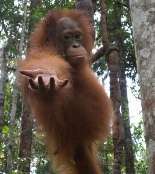 Ảnh troll khỉ mút tay, nhìn ngây thơ thấy sợ